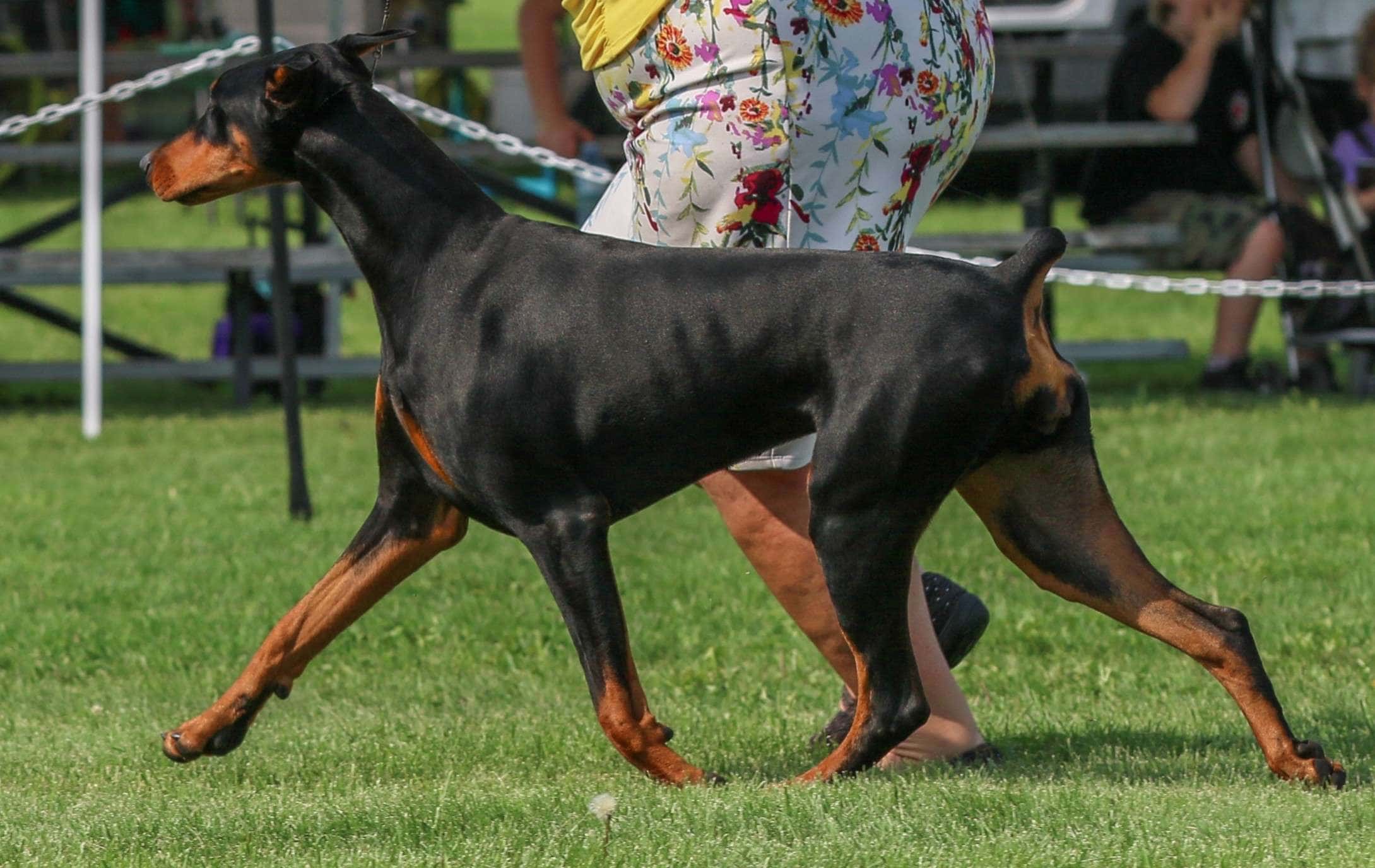 Mariah Mi Casa Boom Goes The Cannon v Koepsel | Brauchbar Dobermans
